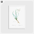 アートポストカード-Phalangium bicolor - ピエール ジョゼフ ルドゥーテ Postcard.