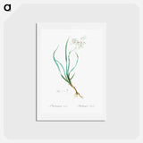 アートポストカード-Phalangium bicolor - ピエール ジョゼフ ルドゥーテ Postcard.