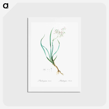 アートポストカード-Phalangium bicolor - ピエール ジョゼフ ルドゥーテ Postcard.