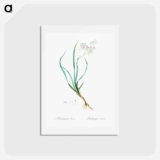 アートポストカード-Phalangium bicolor - ピエール ジョゼフ ルドゥーテ Postcard.