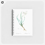 Phalangium bicolor - ピエール ジョゼフ ルドゥーテ Memo.