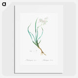 Phalangium bicolor - Pierre Joseph Redouté Poster.