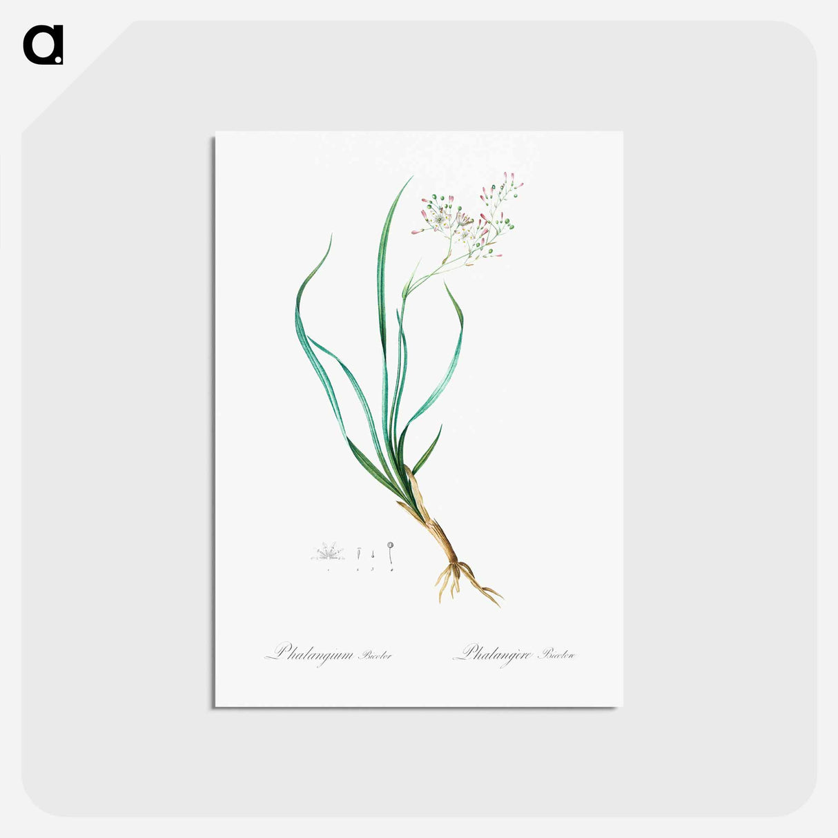 アートポストカード-Phalangium bicolor - ピエール ジョゼフ ルドゥーテ Postcard.