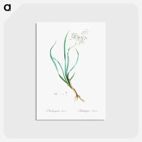 アートポストカード-Phalangium bicolor - ピエール ジョゼフ ルドゥーテ Postcard.