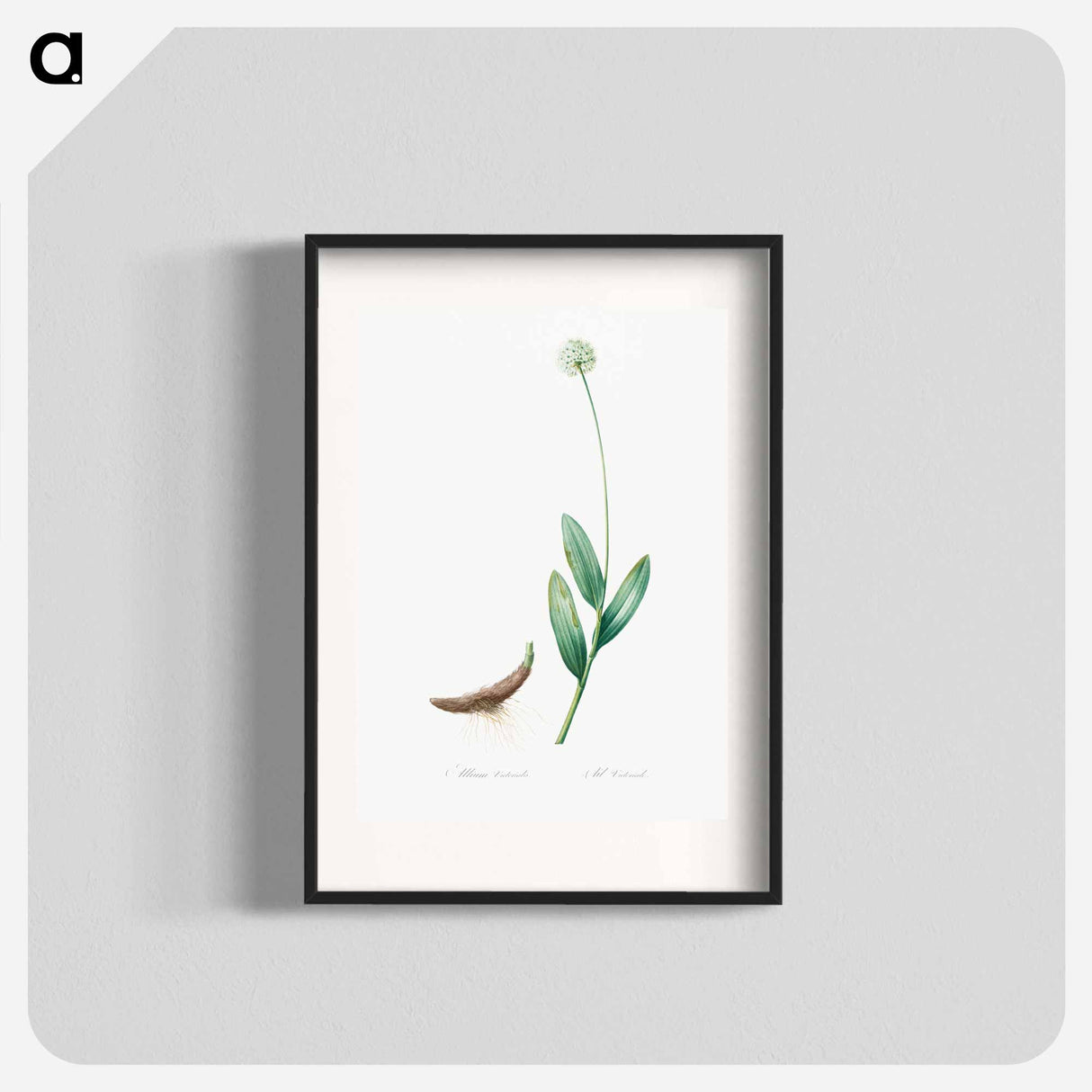 Victory onion illustration - Pierre Joseph Redouté Poster.