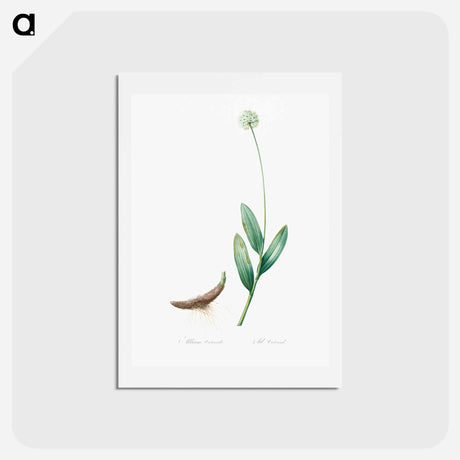 アートポストカード-Victory onion illustration - ピエール ジョゼフ ルドゥーテ Postcard.