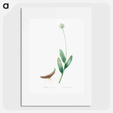 Victory onion illustration - Pierre Joseph Redouté Poster.