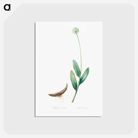 アートポストカード-Victory onion illustration - ピエール ジョゼフ ルドゥーテ Postcard.