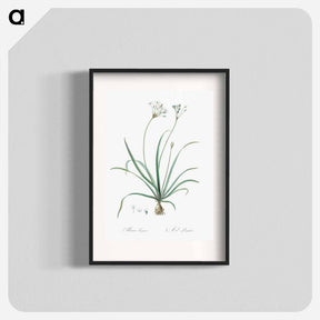 アートポスター-Allium fragrans illustration - ピエール ジョゼフ ルドゥーテ Poster.