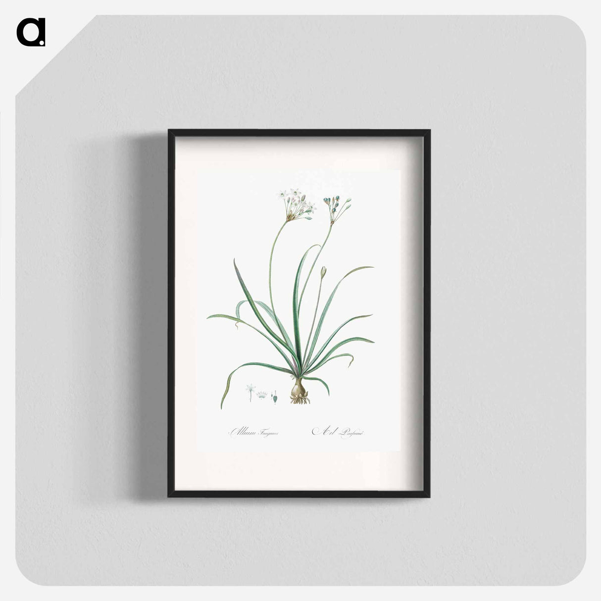 Allium fragrans illustration - ピエール ジョゼフ ルドゥーテ Poster.