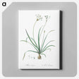 アートパネル-Allium fragrans illustration - ピエール ジョゼフ ルドゥーテ Canvas.