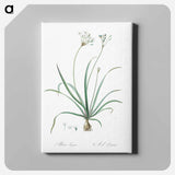 アートパネル-Allium fragrans illustration - ピエール ジョゼフ ルドゥーテ Canvas.