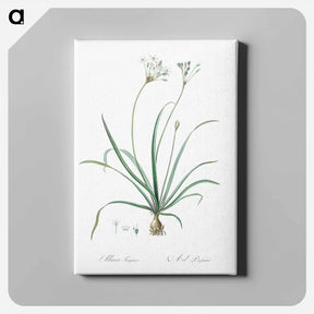 アートパネル-Allium fragrans illustration - ピエール ジョゼフ ルドゥーテ Canvas.
