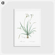 アートポストカード-Allium fragrans illustration - ピエール ジョゼフ ルドゥーテ Postcard.