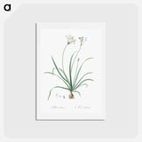アートポストカード-Allium fragrans illustration - ピエール ジョゼフ ルドゥーテ Postcard.