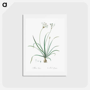 アートポストカード-Allium fragrans illustration - ピエール ジョゼフ ルドゥーテ Postcard.