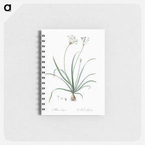 アートメモ帳-Allium fragrans illustration - ピエール ジョゼフ ルドゥーテ Memo.