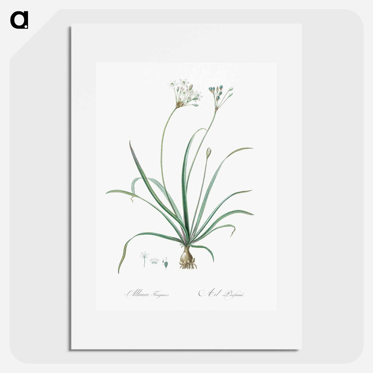 Allium fragrans illustration - ピエール ジョゼフ ルドゥーテ Poster.