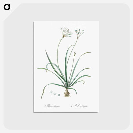 アートポストカード-Allium fragrans illustration - ピエール ジョゼフ ルドゥーテ Postcard.