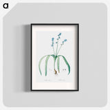 Star squill illustration - Pierre Joseph Redouté Poster.