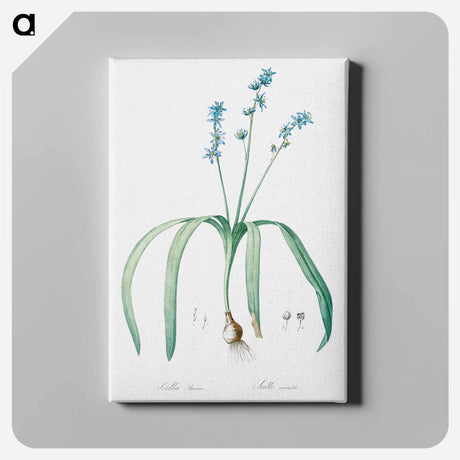 アートパネル-Star squill illustration - ピエール ジョゼフ ルドゥーテ Canvas.