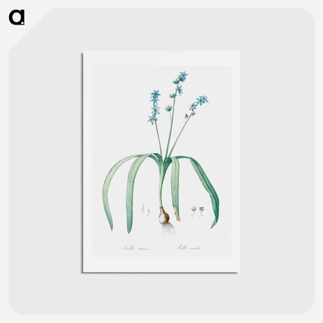 アートポストカード-Star squill illustration - ピエール ジョゼフ ルドゥーテ Postcard.