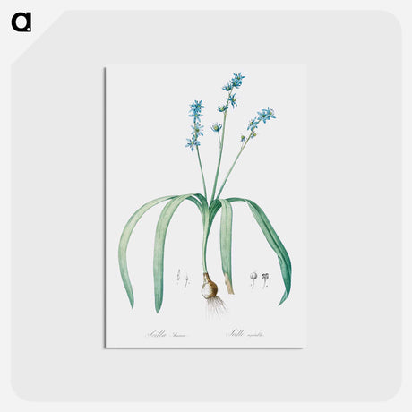 アートポストカード-Star squill illustration - ピエール ジョゼフ ルドゥーテ Postcard.