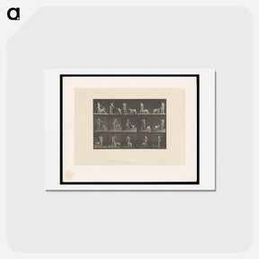 アートポストカード-Woman Feeding a Dog
 - エドワード マイブリッジ Postcard.