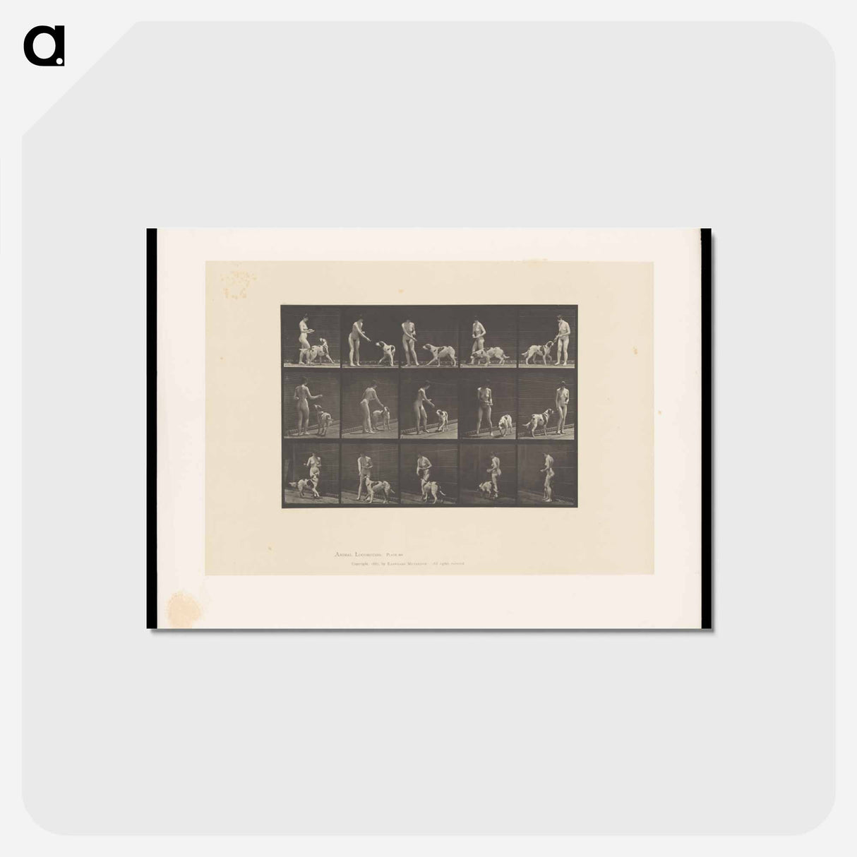 アートポストカード-Woman Feeding a Dog
 - エドワード マイブリッジ Postcard.