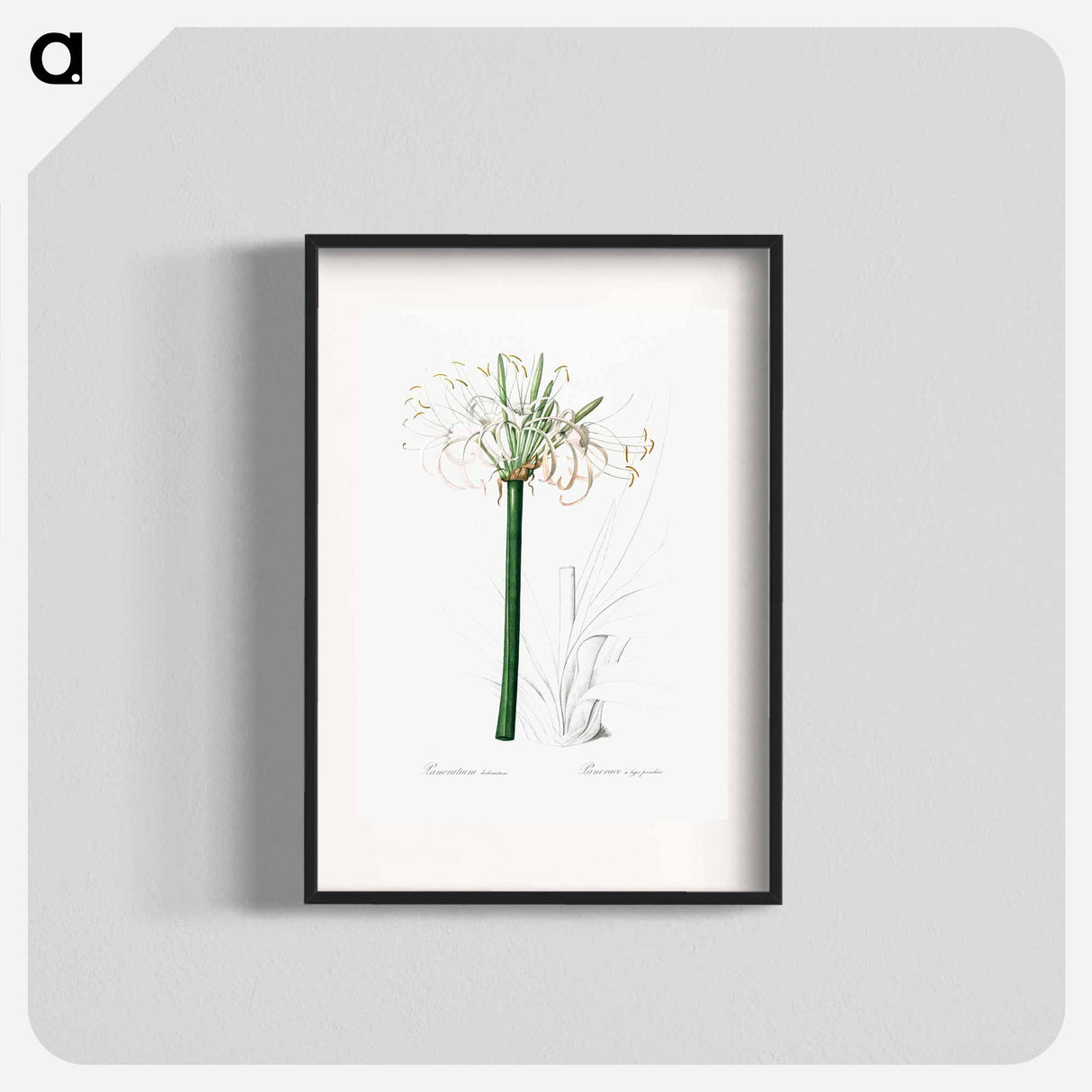 Caribbean spider-lily illustration - Pierre Joseph Redouté Poster.