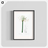 Caribbean spider-lily illustration - Pierre Joseph Redouté Poster.