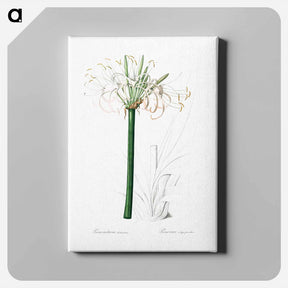 アートパネル-Caribbean spider-lily illustration - ピエール ジョゼフ ルドゥーテ Canvas.