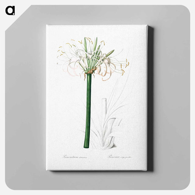 アートパネル-Caribbean spider-lily illustration - ピエール ジョゼフ ルドゥーテ Canvas.