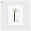 アートポストカード-Caribbean spider-lily illustration - ピエール ジョゼフ ルドゥーテ Postcard.