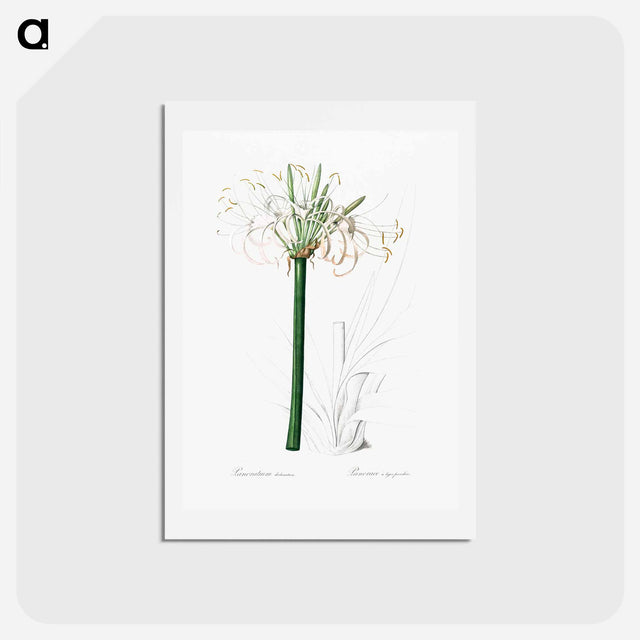アートポストカード-Caribbean spider-lily illustration - ピエール ジョゼフ ルドゥーテ Postcard.