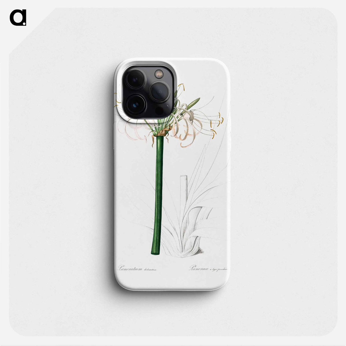 Caribbean spider-lily illustration - ピエール ジョゼフ ルドゥーテ Phone Case.