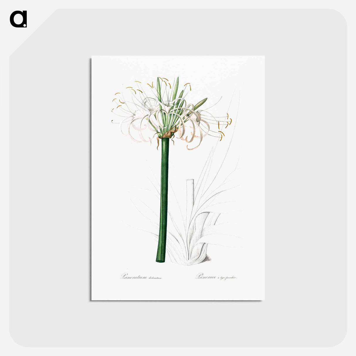 アートポストカード-Caribbean spider-lily illustration - ピエール ジョゼフ ルドゥーテ Postcard.