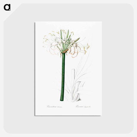 アートポストカード-Caribbean spider-lily illustration - ピエール ジョゼフ ルドゥーテ Postcard.