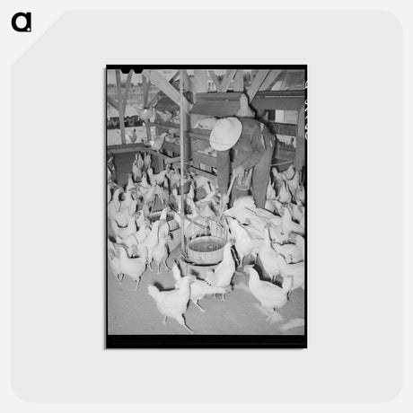 アートポストカード-Arizona Chickens
 - ラッセル リー Postcard.
