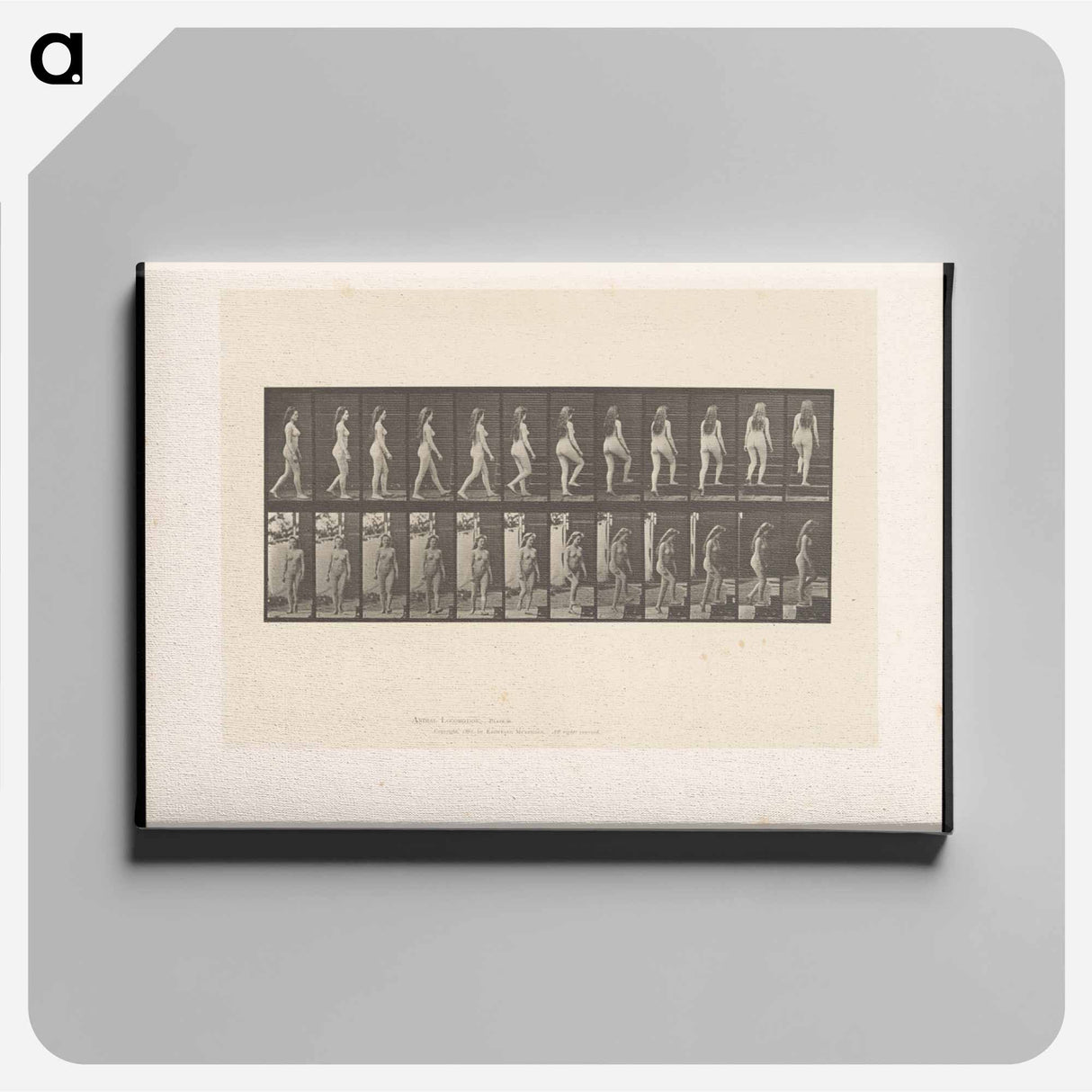 アートパネル-Ascending Nude
 - エドワード マイブリッジ Canvas.