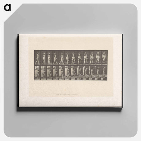 アートパネル-Ascending Nude
 - エドワード マイブリッジ Canvas.