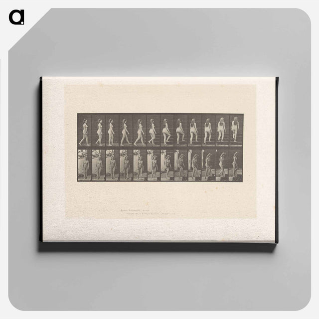 アートパネル-Ascending Nude
 - エドワード マイブリッジ Canvas.