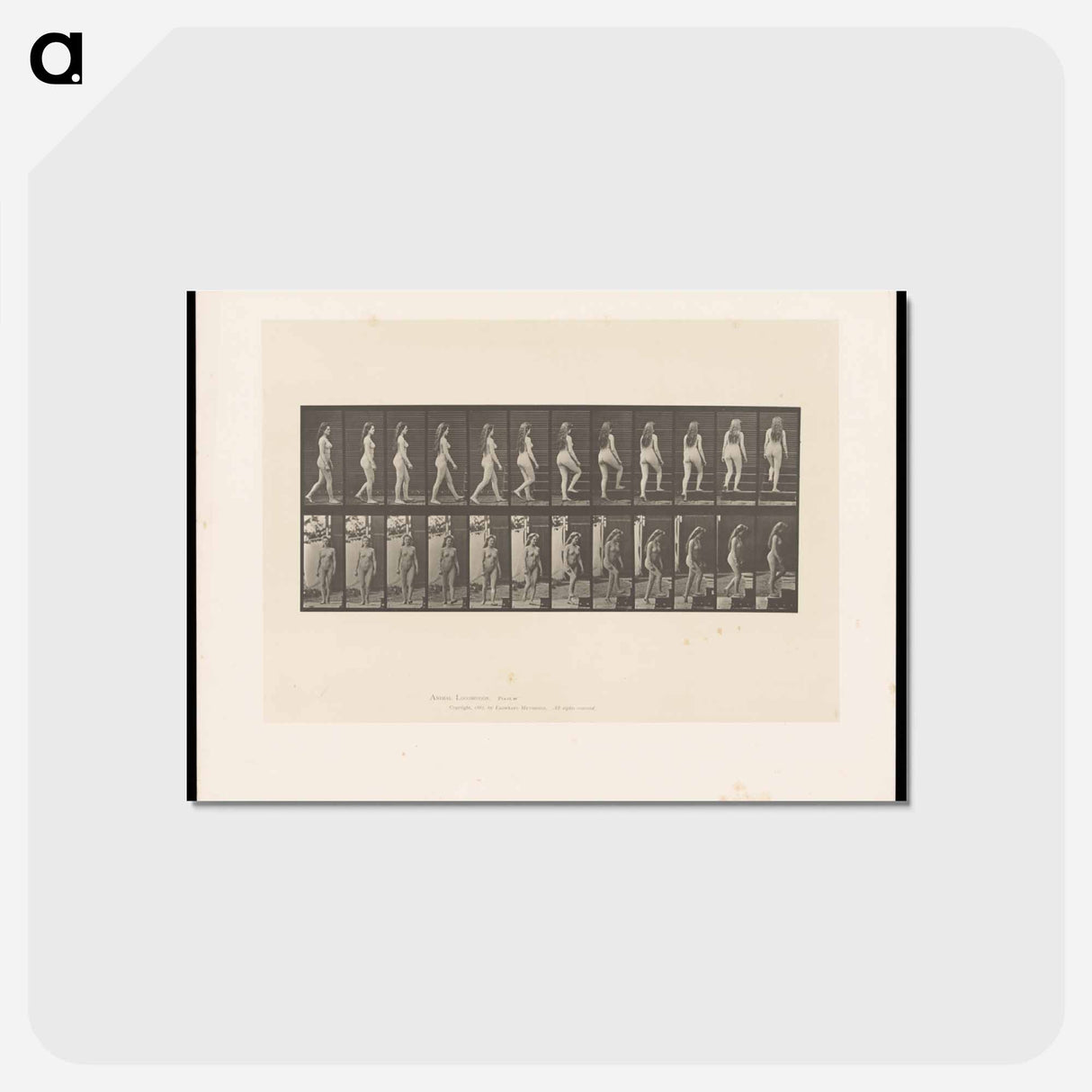 アートポストカード-Ascending Nude
 - エドワード マイブリッジ Postcard.