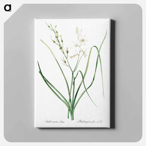 アートパネル-St Bernard's lily illustration - ピエール ジョゼフ ルドゥーテ Canvas.