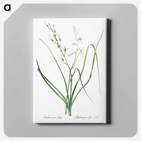 アートパネル-St Bernard's lily illustration - ピエール ジョゼフ ルドゥーテ Canvas.