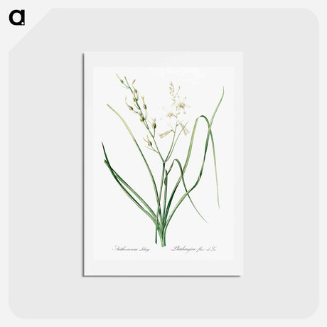 アートポストカード-St Bernard's lily illustration - ピエール ジョゼフ ルドゥーテ Postcard.