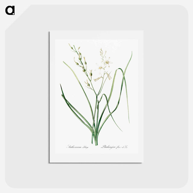 アートポストカード-St Bernard's lily illustration - ピエール ジョゼフ ルドゥーテ Postcard.
