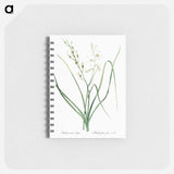 St Bernard's lily illustration - ピエール ジョゼフ ルドゥーテ Memo.
