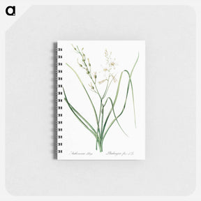 アートメモ帳-St Bernard's lily illustration - ピエール ジョゼフ ルドゥーテ Memo.