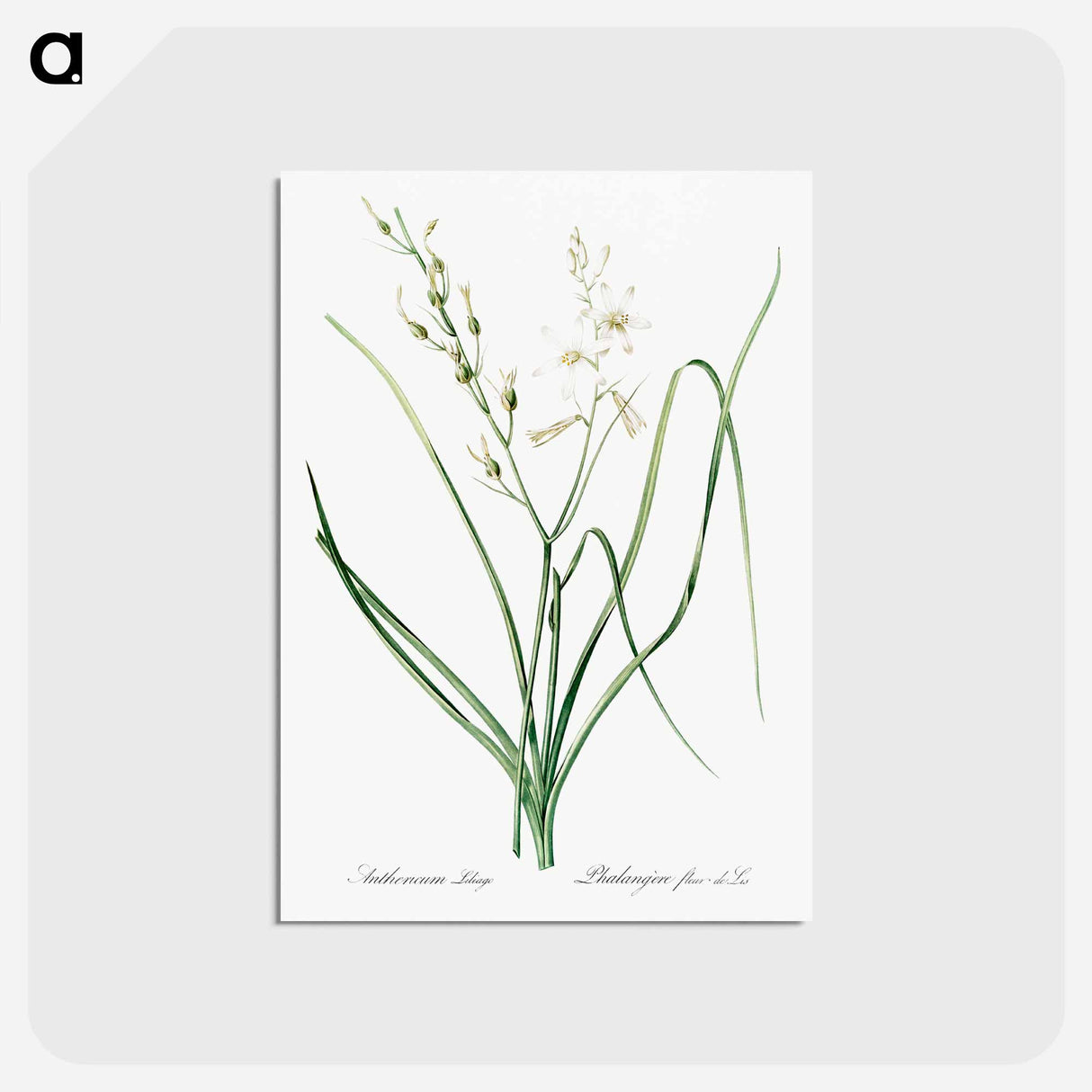 アートポストカード-St Bernard's lily illustration - ピエール ジョゼフ ルドゥーテ Postcard.